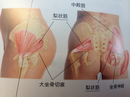 梨状筋の施術（出典：クリニカル・マッサージ）