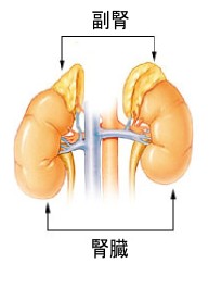 副腎疲労