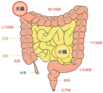 起立性調節障害